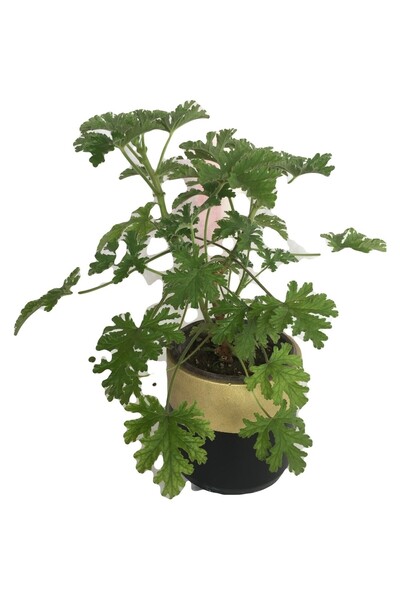 Mimoza Doğa Garden Gül Damlası Çiçeği Itır