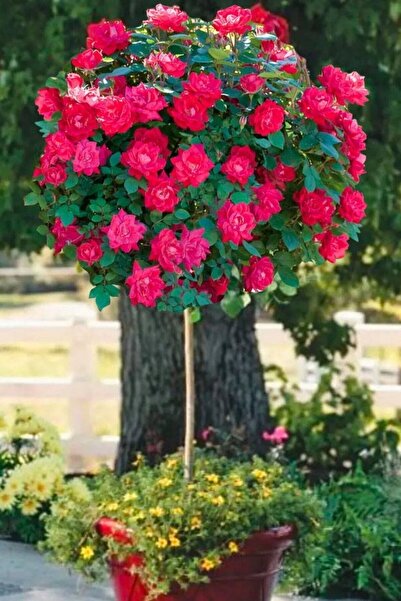 ÇİÇEKFLİX Tatlı Pembe Baston Gül Açık Kök