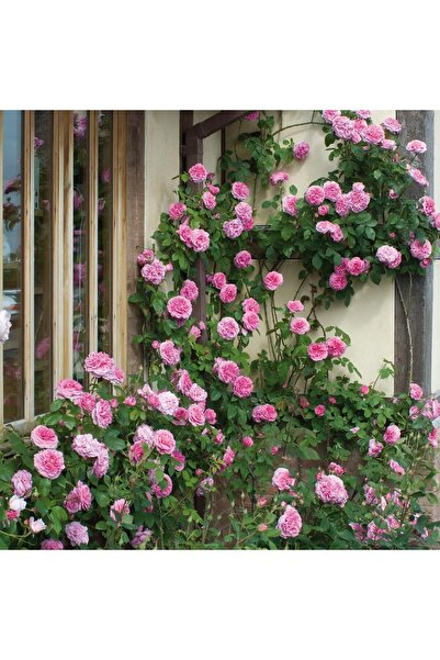 Mimoza Sarmaşık Isparta Gülü Fidanı 10-20 cm