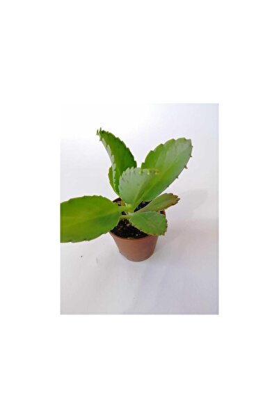 ezo çiçek evi Isparta Gülü Aşkın Gözyaşı Çiçeği 10-20 cm