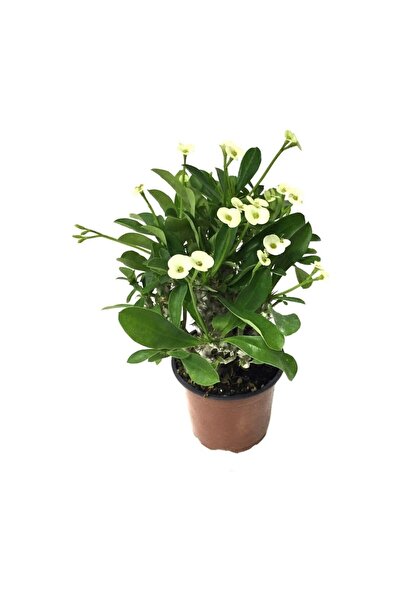 Mimoza Saksılı Sarı Dikenler Tacı Japon Iğnesi Euphorbia Milii 10-20 cm