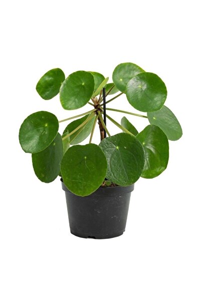 Mimoza Çin Para Ağacı Pilea Peperomioides 10-20 cm
