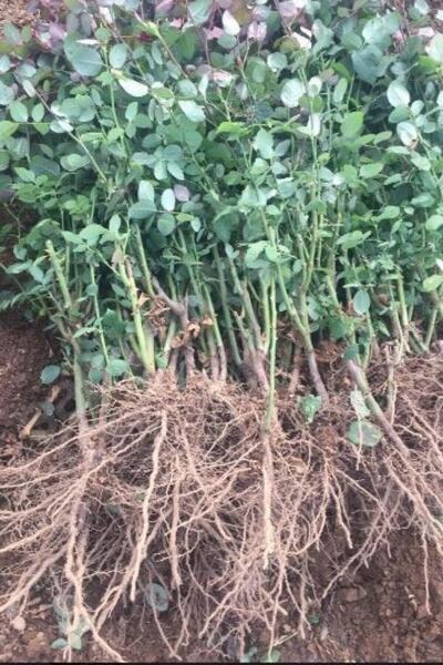 ÇİÇEKFLİX Aşılı Reçellik Isparta Baston Gül Fidanı 1 Adet