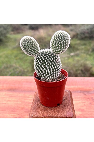 Mimoza Opintia Tavşan Kulağı Kaktüs