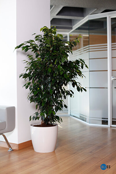 Bliss Yakut Parlak Dekoratif Plastik Çiçek Masa Saksısı 22 Litre Iç & Dış Mekan Siyah Saksı