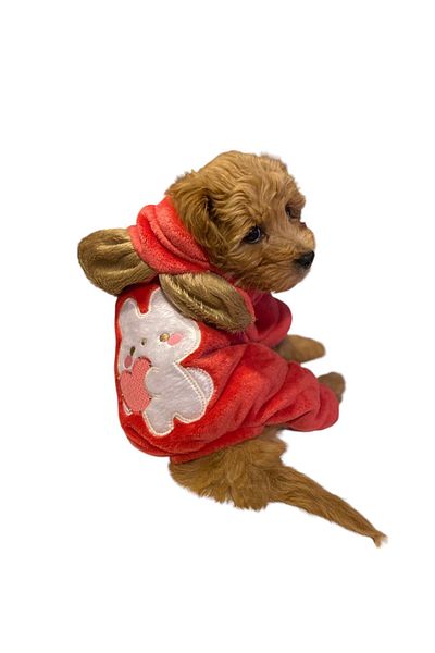 GedyCo Lola Love Soft Plush Small Breed Dog Jumpsuit
