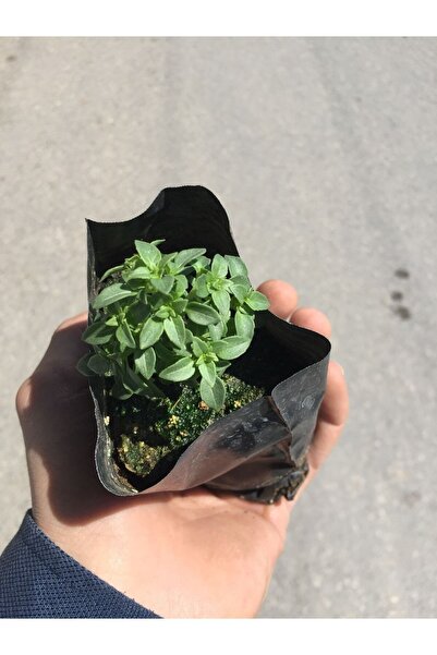 Nura Botanik Fesleğen Fidesi Tüplü
