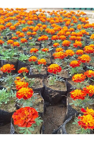 Nura Botanik Muhteşem Görünümlü Sarılı Kırmızılı Çıtır Kadife Çiçeği (10-20 C...