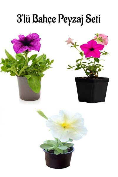 Nura Botanik Mor Petunya+Pembe Petunya+Beyaz Petunya(10-20Cm) 3 ADET Bahçe Pe...