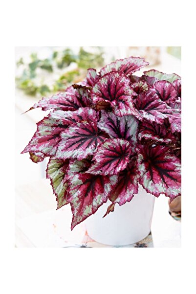Nura Botanik Pembe Alaca Yapraklı Begonya Rex Tango Begonia