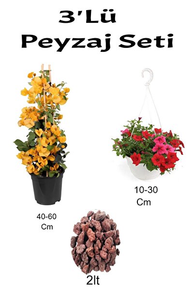 Gardenbox Çok Avantajlı 3'Lü Peyzaj Seti Kırmızı Begonvil Kırmızı Petunya Çiç...