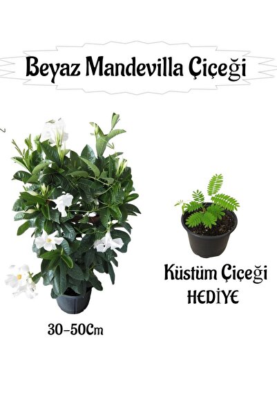 Nura Botanik Beyaz Mandevilla Çiçeği 1 ADET Saksılı+Küstüm Çiçeği HEDİYELİ Pe...