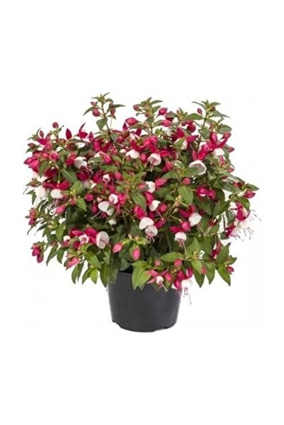 Gardenbox Saksılı Küpe Küpeli Çiçeği Fidanı 10-20 Cm