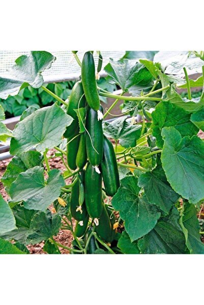 Gardenbox Çıtır Çengelköy Salatalık Fidesi (5 Adet) Bol Verimli