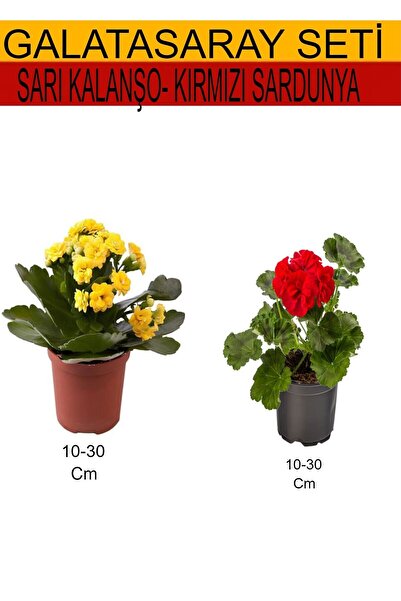 Gardenbox 2'Li Sarı Kalanşo+ Kırmızı Sardunya