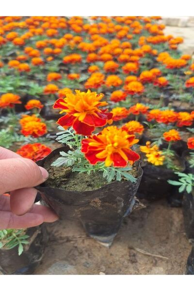 Nura Botanik Muhteşem Görünümlü Sarılı Kırmızılı Çıtır Kadife Çiçeği (10-20 C...