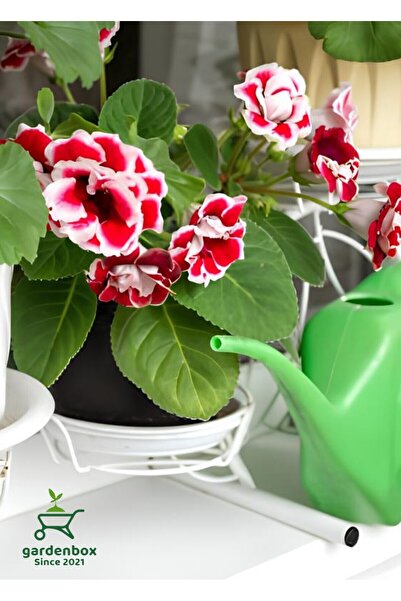 serada decor & plant Özel Tür GLOXİNİA Kırmızı-Beyaz Bardak Menekşesi 1 ADET ...