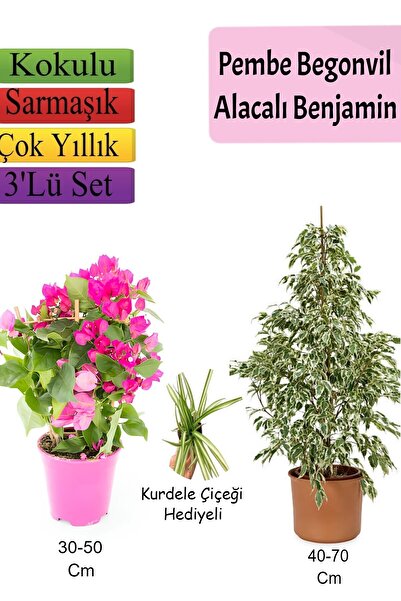 Nura Botanik Beyaz Alacalı Benjamin Bitkisi+ Pembe Bodur Begonvil+ Kurdele Çi...