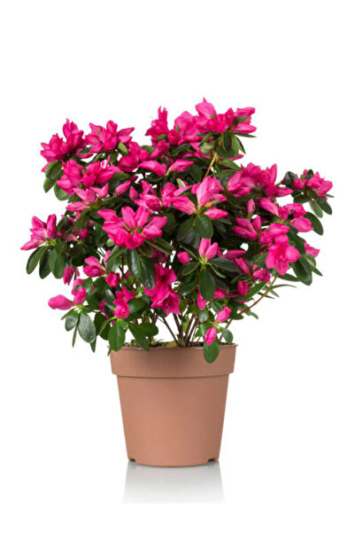 Nura Botanik Videolu Pembe Açelya (20 40 CM)1 Adet Saksılı Çiçekli Bodur Bitk...