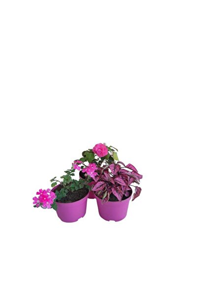 Nura Botanik 3'Lü Mini Set 1 Adet Pembe Hostes+1 Adet Pembe Cam Güzeli+1 Adet...