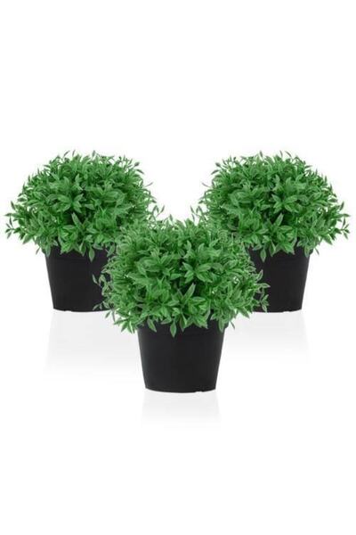 Nura Botanik Saksılı Yoğun Kokulu Fesleğen Fidanı 3 Adet 10-20 Cm Basil Flower