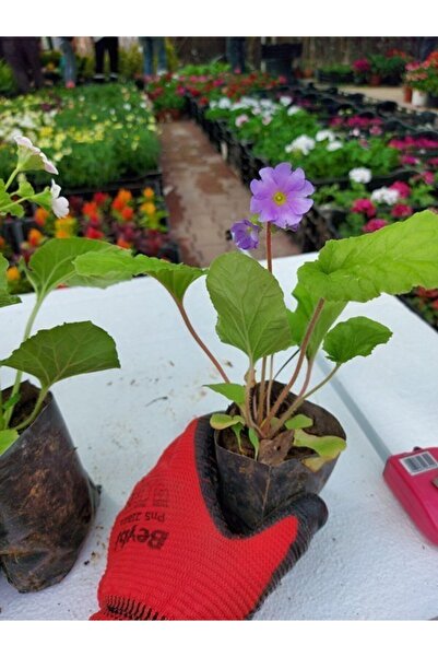 Nura Botanik Videolu Mor Onbir Ay Çiçeği Fidanı 1 Adet (10-35) Tüplü Bodur Bi...