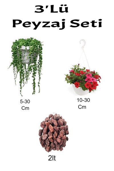 Nura Botanik 3'Lü Peyzaj Seti Tesbih Bitkisi Kırmızı Petunya Çiçeği Curf