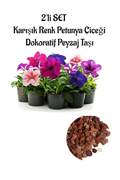 Nura Botanik Karışık Renk Petunya Çiçeği 10 ADET(10-20Cm)+Curf Dekoratif Taş ...