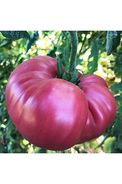Nura Botanik Lezzet Ödüllü Gülpembe Domates Fidesi-5 Adet Bol Verimli