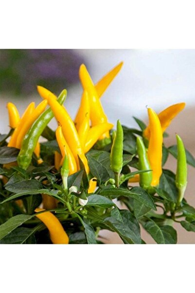 Gardenbox Sarı Yediveren Süs Biber Fidesi-5 Adet Bol Verimli