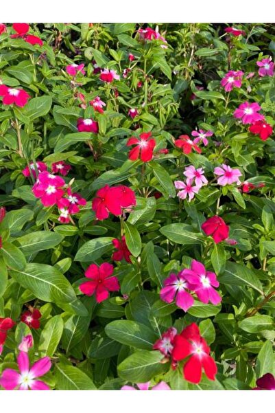 Nura Botanik Karışık Renkli Rozet Çiçeği (5 15 CM)10 Adet Çiçekli Bodur Bitki Catharanthus Roseus