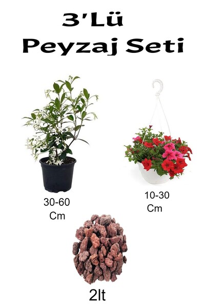 Gardenbox 3'Lü Peyzaj Seti Arap Yasemin Çiçeği Kırmızı Petunya Çiçeği Curf