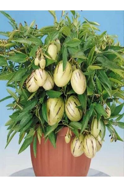 Nura Botanik Videolu 1 Adet Özel Pepino Fidesi 10-25 Cm Tüplü Iç Mekan Bitkil...