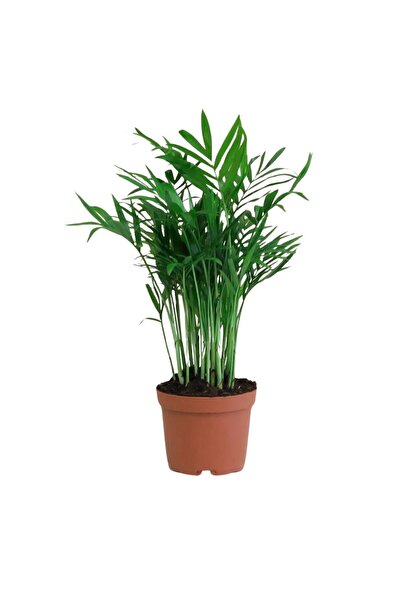 Thebestonline Shamadora Plant Chamaedorea 30 Cm, Live Plant