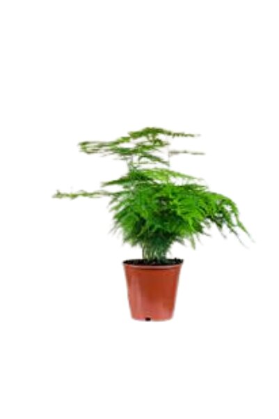 The Best Online Thebestonline Asparagus Setaceus - Kuşkonmaz Mini - Canlı İç ...