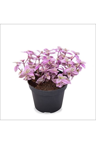 Thebestonline Pink Lady Calisia Repens Tiny Pink Leafy Telegraph Flower, Live Plant