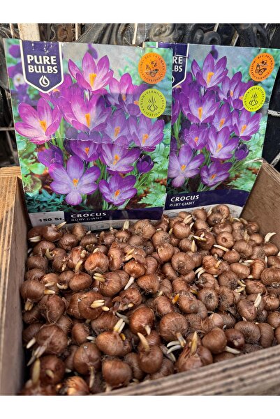 ŞAFAK PEYZAJ TOHUMCULUK Crocus (ÇİĞDEM) Çiçek Soğanı Mor Renk 5 Adet