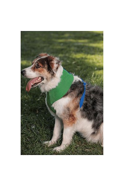 GoPawGo Soft Jewel Dog Collar