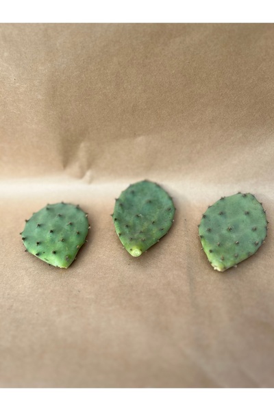 BAYRAKTAR PEYZAJ Hint İnciri Dikenli Armut Kaynanadili Yaprağı 3 Dal Köksüz