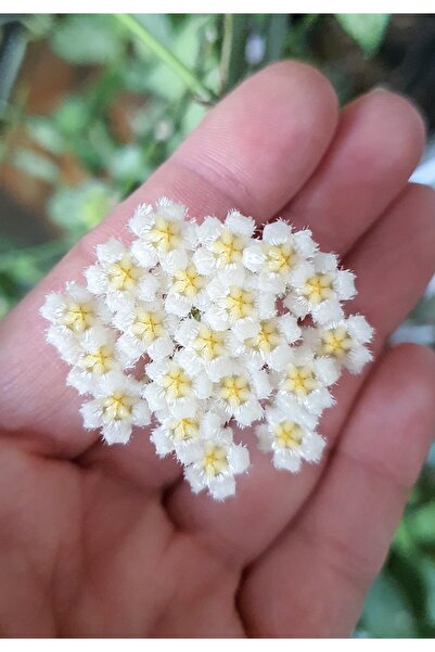 PLANT Hoya Krohniana Eskimo Mum Çiçeği