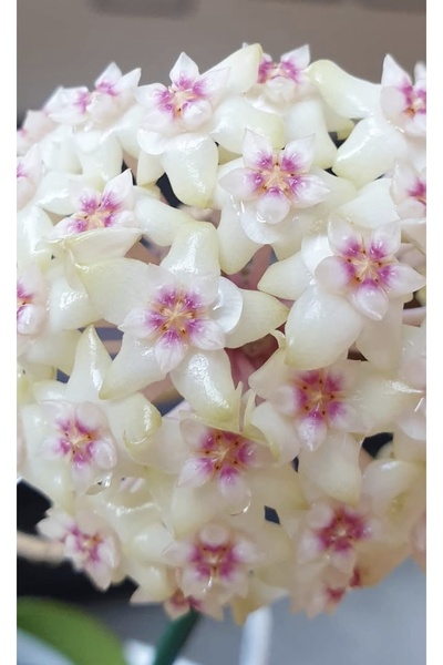 PLANT Hoya Sp Gayo Mum Çiçeği