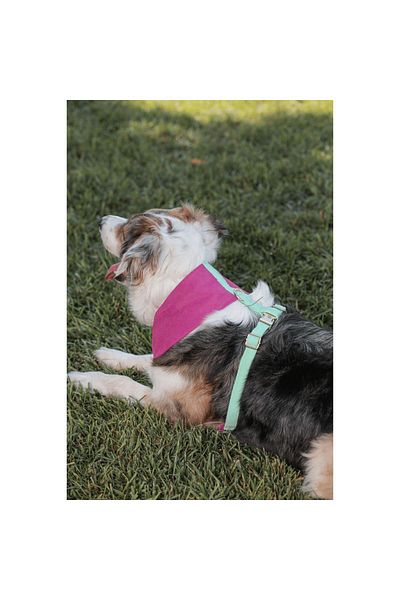 GoPawGo Candy Soft Dog Collar - Comfortable and Stylish Design