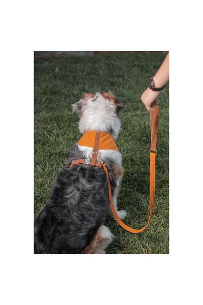 GoPawGo Harlowe Soft Dog Chest Collar Set
