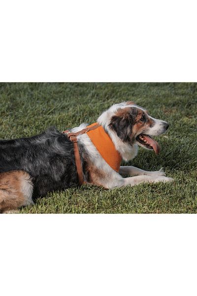 GoPawGo Harlowe Soft Dog Collar - Comfortable and Stylish