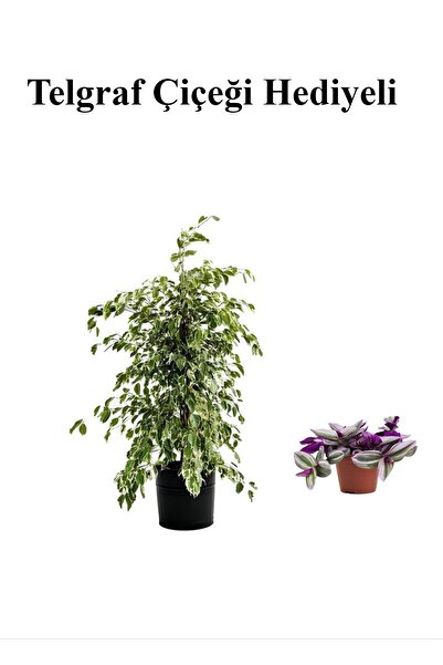 serada decor & plant Hediyelik Beyaz Alacalı Benjamin Bitkisi Sevgililer Gününe Özel TELGRAF HEDİYELİ