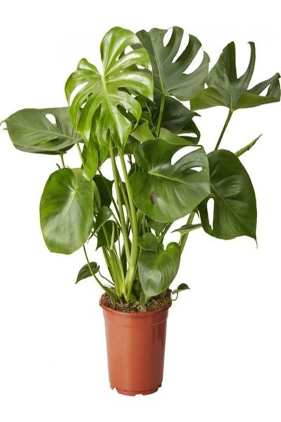 serada decor & plant Hediyelik Parlak Geniş Yapraklı Deve Tabanı Bitkisi Tül ...