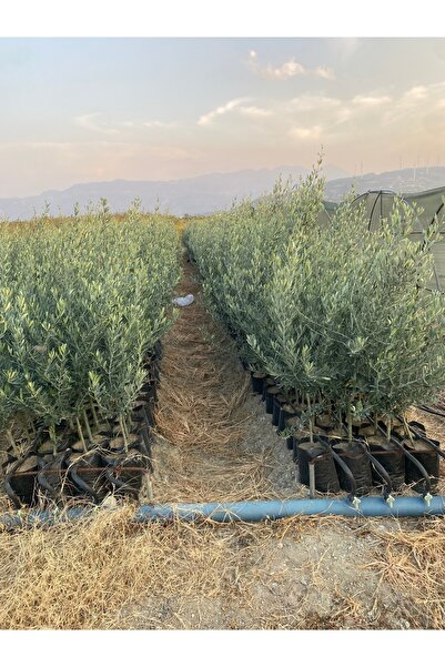 Doğan Fidancılık Gemlik Zeytin Fidanı 2,3 Yaşinda Tüplü (120,150 )cm arası