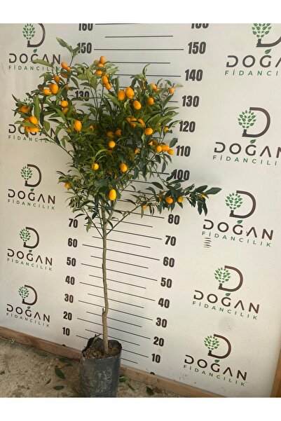 Doğan Fidancılık Kumkuat(Kamkat) fidanı Tüplü 120,150 Cm Arası