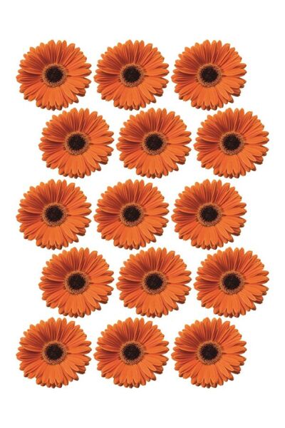 EyER Shoping ورق صور سميك لامع 220 جرام لباقة الفراشة باقة الأقحوان حجم كبير ...