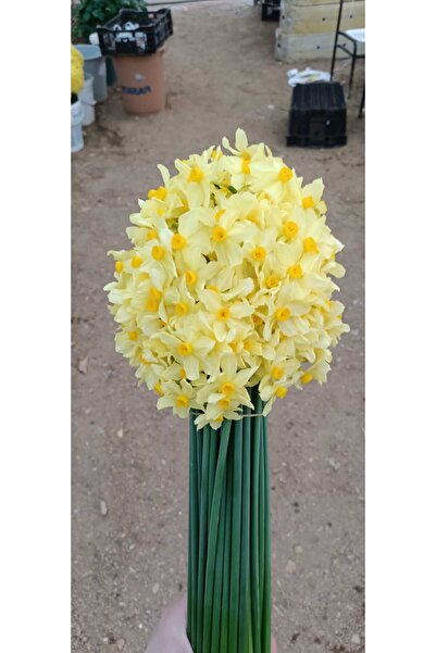 LOBELYA TOHUMCULUK Nergis çiçeği sarı turuncu göbekli 50li demet